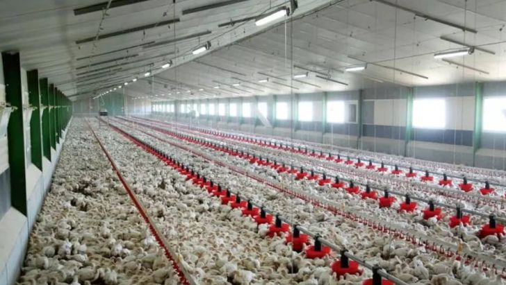 تکمیل حلقه‌های زنجیره تولید مرغ، راهی برای آرامش بازار
